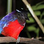 Black-crowned Pitta / Erythropitta ussheri
