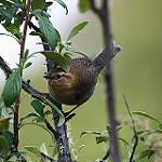 Santa Marta Wren / Troglodytes monticola