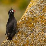 Малая конюга / Aethia pygmaea