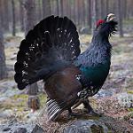 Глухарь / Tetrao urogallus