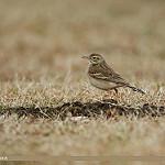 Рисовый конёк / Anthus rufulus