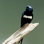 Белопоясковая ласточка / Atticora fasciata