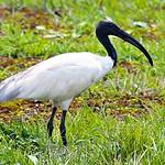 Black-headed Ibis / Threskiornis melanocephalus