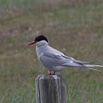 Kerguelen Tern / Sterna virgata