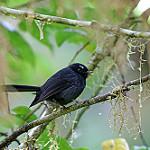 Black Fantail / Rhipidura atra