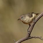 Buff-rumped Thornbill / Acanthiza reguloides