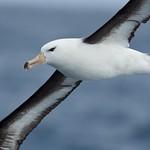 Чернобровый альбатрос / Thalassarche melanophris
