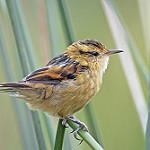 Жункейру / Phleocryptes melanops