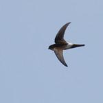 Antillean Palm Swift / Tachornis phoenicobia