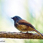 Blue-headed Fantail / Rhipidura cyaniceps