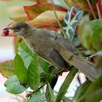 Streak-eared Bulbul / Pycnonotus conradi