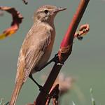 Австралийская камышовка / Acrocephalus australis