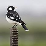 Сорочья граллина / Grallina cyanoleuca