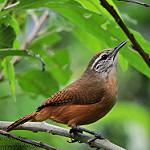 Buff-breasted Wren / Cantorchilus leucotis