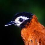 White-masked Antbird / Pithys castaneus