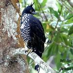 Blyth's Hawk-Eagle / Nisaetus alboniger
