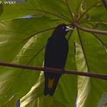 Band-tailed Cacique / Cacicus latirostris