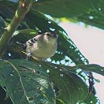 Creamy-bellied Antwren / Herpsilochmus motacilloides