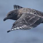Антарктический поморник / Stercorarius antarcticus