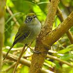 Serra do Mar Bristle Tyrant / Pogonotriccus difficilis