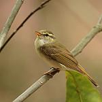 Eastern Crowned Warbler / Phylloscopus coronatus