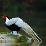 Silver Pheasant / Lophura nycthemera