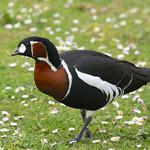 Краснозобая казарка / Branta ruficollis