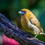 Туканьи бородастики / Semnornithidae фото