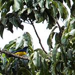 Синеспинная танагра / Cyanicterus cyanicterus