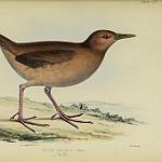 Одноцветный саракура / Amaurolimnas concolor