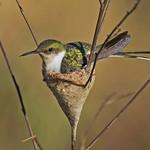 Horned Sungem / Heliactin bilophus