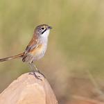 Opalton Grasswren / Amytornis rowleyi