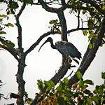 Giant Ibis / Pseudibis gigantea