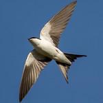 Bahama Swallow / Tachycineta cyaneoviridis