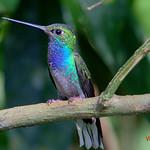 Rufous-gaped Hillstar / Urochroa bougueri