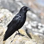 Чёрная ворона / Corvus corone