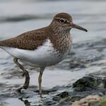 Common Sandpiper / Actitis hypoleucos