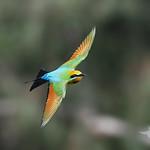 Щурковые / Meropidae фото