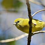 Akekee / Loxops caeruleirostris