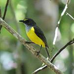 Samoan Whistler / Pachycephala flavifrons