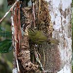 Two-banded Warbler / Myiothlypis bivittata