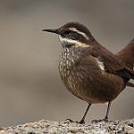 Grey-flanked Cinclodes / Cinclodes oustaleti