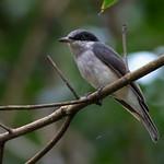 Malabar Woodshrike / Tephrodornis sylvicola