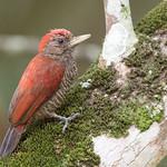 Blood-colored Woodpecker / Veniliornis sanguineus