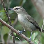 Юкатанский виреон / Vireo magister