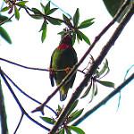 Fiery-throated Fruiteater / Pipreola chlorolepidota
