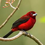 Колумбийский сереброклюв / Ramphocelus dimidiatus