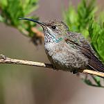 White-sided Hillstar / Oreotrochilus leucopleurus