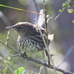 New Zealand Fernbird / Poodytes punctatus