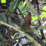 Black-billed Treehunter / Thripadectes melanorhynchus